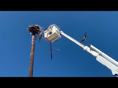 Fledgling Osprey Caught in Baling Wire
