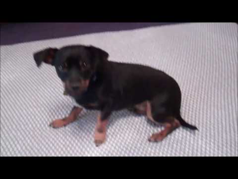 Ozzie, an adopted Dachshund & Miniature Pinscher Mix in Pasadena, CA_image-1