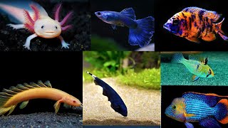 Cheap & Best Exotic Fish Update At Fish Aquarium Hobby