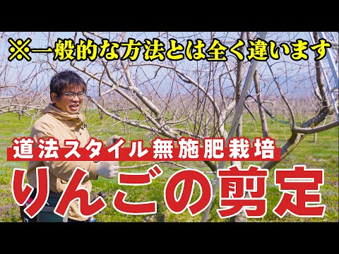 大きなリンゴをたくさん収穫するためにリンゴの木を剪定する時期のガイド