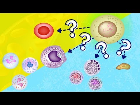Hemopoiesis / Hematopoiesis | How Blood is Made