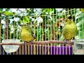 Suara Merdu Burung Sirtu Cipoh Jantan Dan Betina