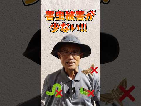 耐寒性野菜：気温や地温はどれくらい？  庭園