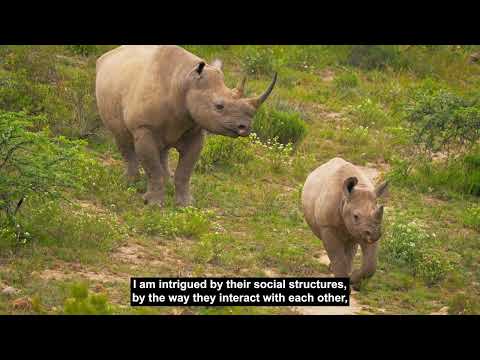 Wildlife Conservation Bond, Addo Elephant National Park - Rhino monitoring and population research