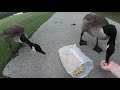 Feeding Canada Geese
