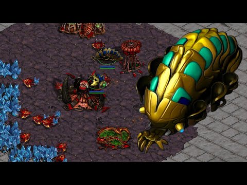 Can Reavers become Standard vs Zerg?