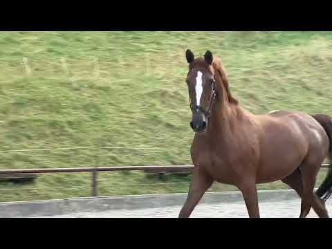 Grand Prix 4* erfolgreiche Kavalou