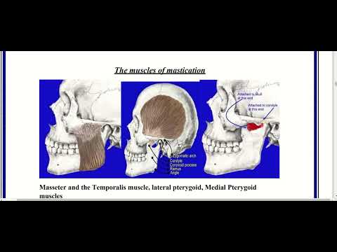 TMJ & Mandibular movements