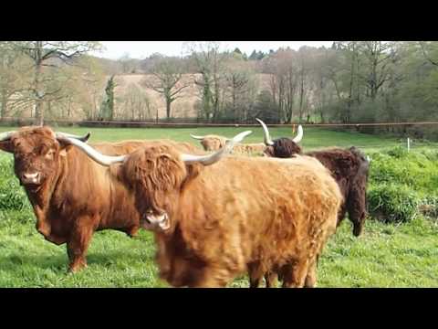 , title : 'LE CLOS AUX HIGHLANDS : La biodynamie au service des vaches Highlands'