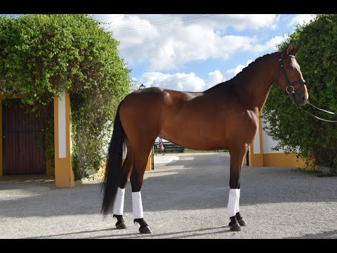 sold! 7 yr old 16.2 1/2 Bay Lusitano Mare schooling PSG