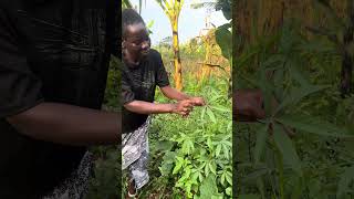 Snoop dog’s fav plant