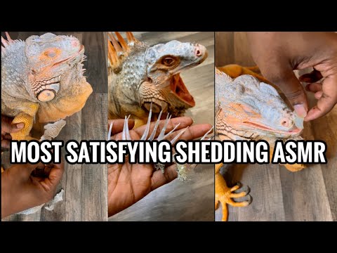 So Satisfying Reptile Shedding & Unboxing In 4K - Rocket The Iguana