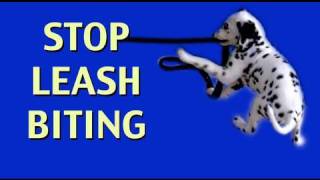 How to stop leash biting- clicker dog training