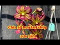 Chia sẽ hoa lan chóp sưu tầm phần 23 HLĐK