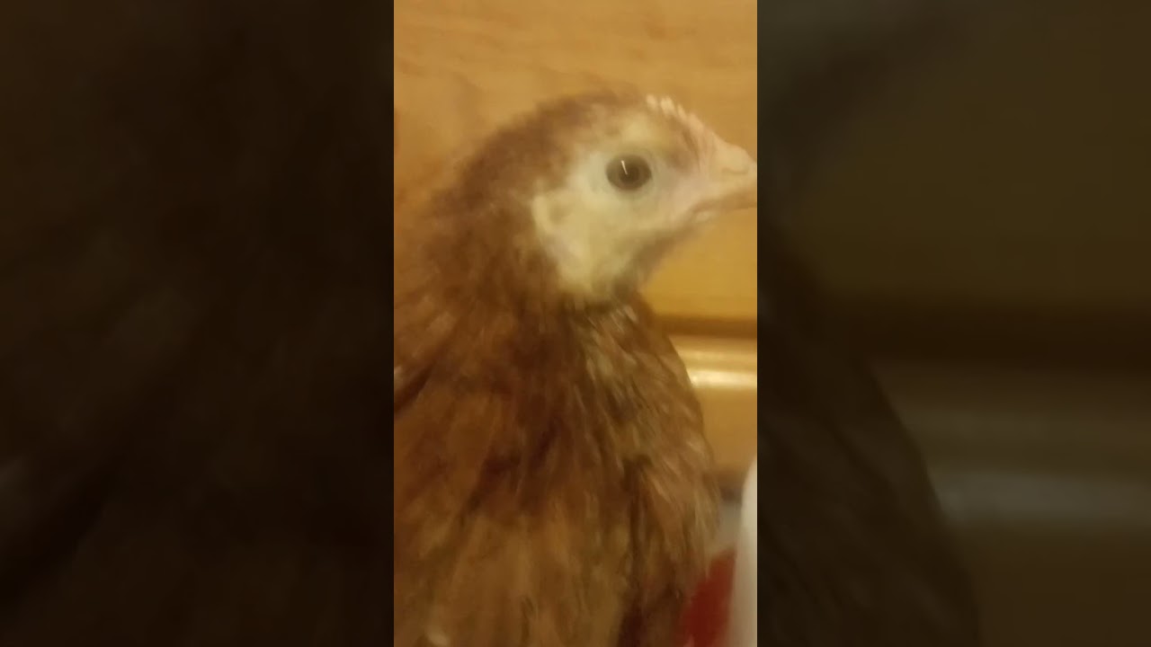 15 de noviembre de 2025