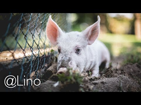 Il parassita vive a scapito di altri in biologia I mezzi che aiutano a liberarsi da parassiti