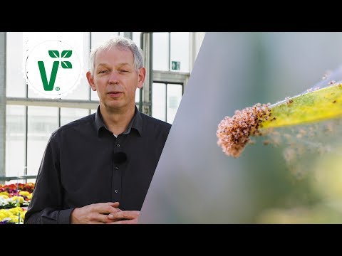 , title : 'Wie kann man Spinnmilben vorbeugen und bekämpfen? (Schädlinge im Garten) - Volker Gartenwissen'