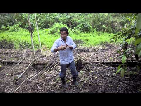 Runa: A Fair Trade Tea Company