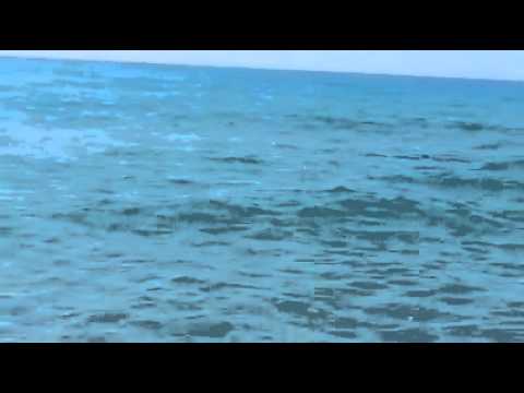 Squalo a pochi metri dalla riva, panico tra i bagnanti