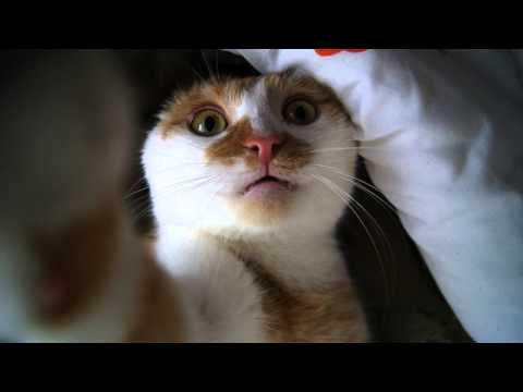 Krycha x Copywriterr - Koty