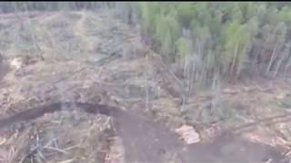 Обманным путем получила лицензии на экспорт круглого леса