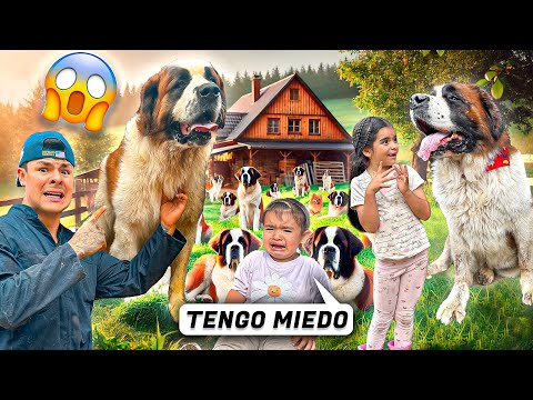 We present our 24 dogs to our daughters😱🐶