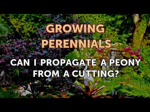 Can I Propagate a Peony From a Cutting