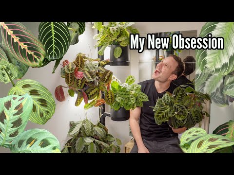 My Maranta Collection & Care Tips (I'm obsessed!!)
