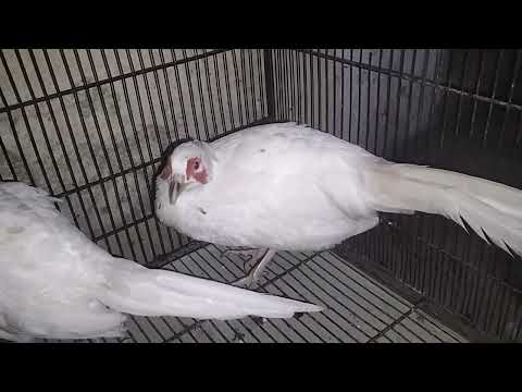 white pheasants