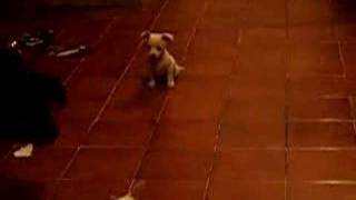 sibling rivalry between pups?