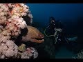 "This is Coral Garden", Kurzfilm über das marine Leben in der Gassous Bay, 20 km südlich von Safaga., Coral Sun, Ägypten, Safaga