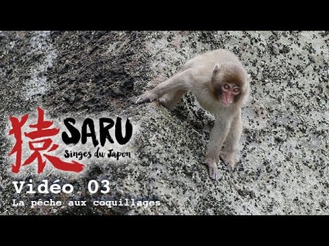 Saru - vidéo 03 - La pêche aux coquillages