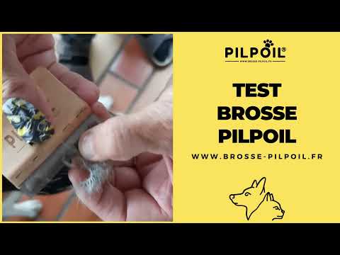 Vidéo client chien poils courts 6