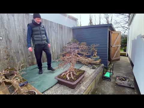 Repotting a mature Japanese Larch bonsai