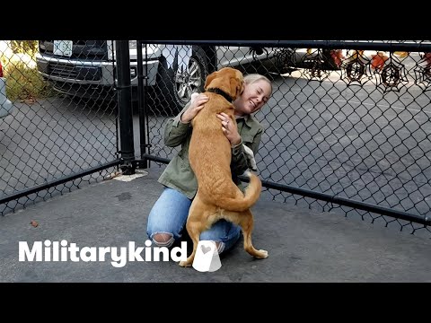 Dogs lose it when their military heroes come home | Militarykind
