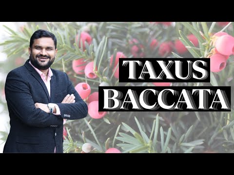 TAXUS BACCATA- Must Know for Every Homoeopath