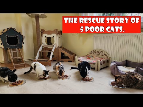 The rescue stories of these cats are different, but their fates are the same. Adorable Paws