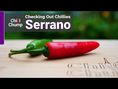 image-Which is hotter jalapeño or serrano?