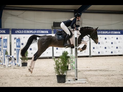 Covering French Look van Erpekom Z (FRENCH TOUCH’S DREAM x UDARCO VAN OVERIS) - Video 2 video thumbnail