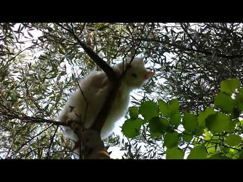 Cute White Cat spend his mornings stalking birds in the trees