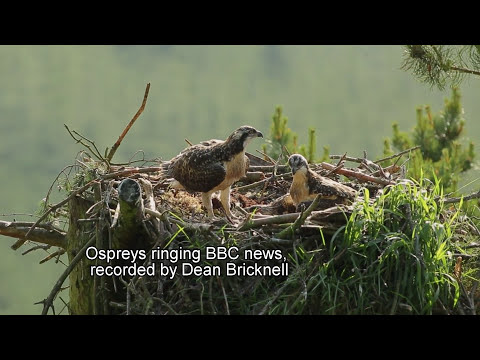 Wildlife Photography and Film, Osprey chicks ringing, Dean Bricknell / Eden images