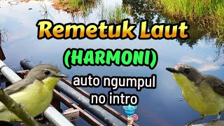 Download lagu Suara Pikat Remetuk Laut / Harmoni Gacor Durasi Panjang #remetuklaut #burcil mp3