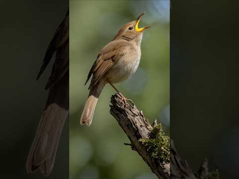 A Nightingale’s Song That Shakes the Air #birdsounds #singingbirds #nightingale #birds #wildlife