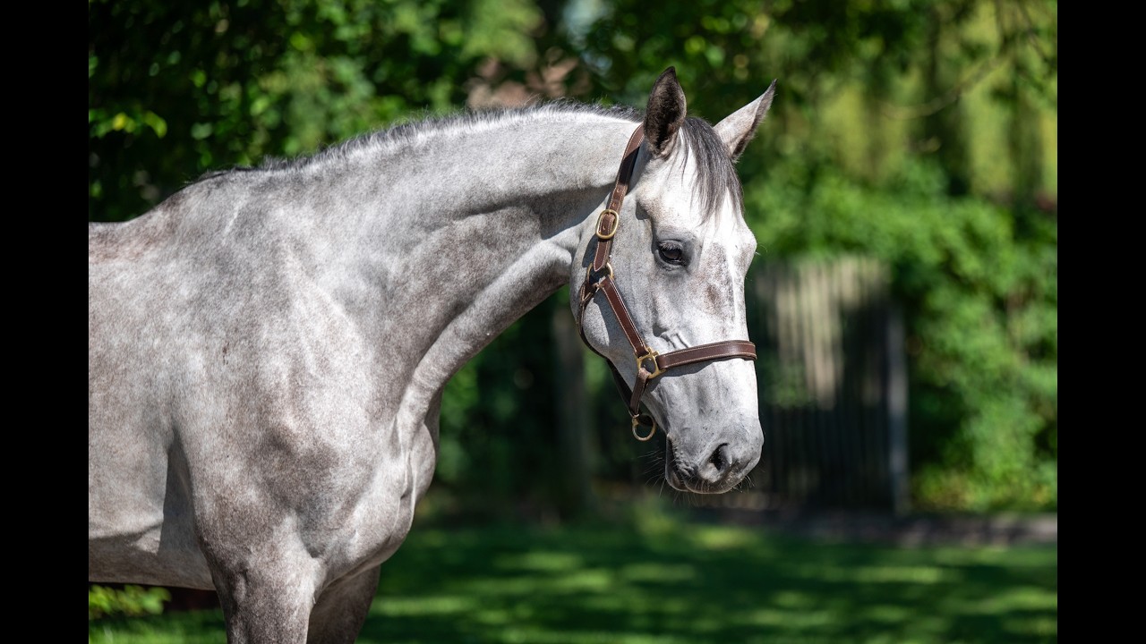 Rentina (NECTAR DES ROCHES x CIGARET JVH Z) video 2