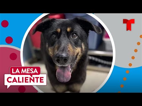 Sujeto abandona a su perro porque "es gay" | La Mesa Caliente