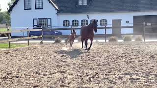 Video von Rêve d’Amour