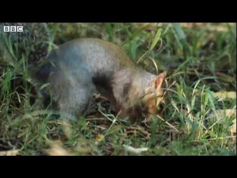 The lifecycle and inhabitants of an oak tree   KS1 Science   BBC Bitesize