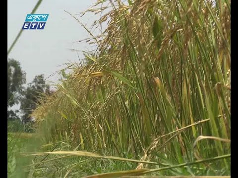 তিস্তার সেচে বোরোর বাম্পার ফলন