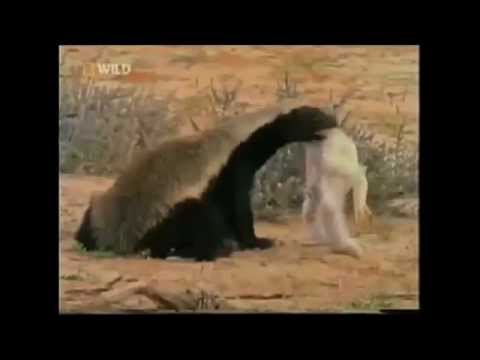 Crazy Badass Honey Badger (Edited - original narration by Randall)