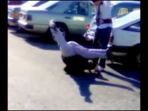 U tvojim kolima Funky G - Darko i Jasminka